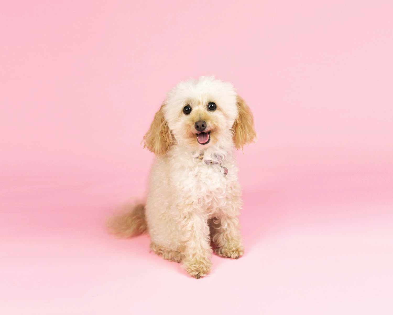 'Essentials' Collection Half Width Photography Studio Paper Backdrop Set (1.36 x 10M)