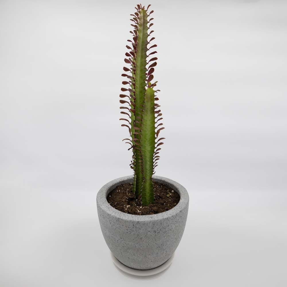 80cm 'STUDIO STAR' Foldable Product Photography LED Lighting Box (DEMO STOCK)