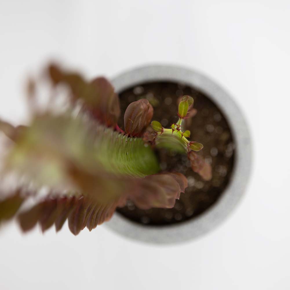 80cm 'STUDIO STAR' Foldable Product Photography LED Lighting Box (DEMO STOCK)