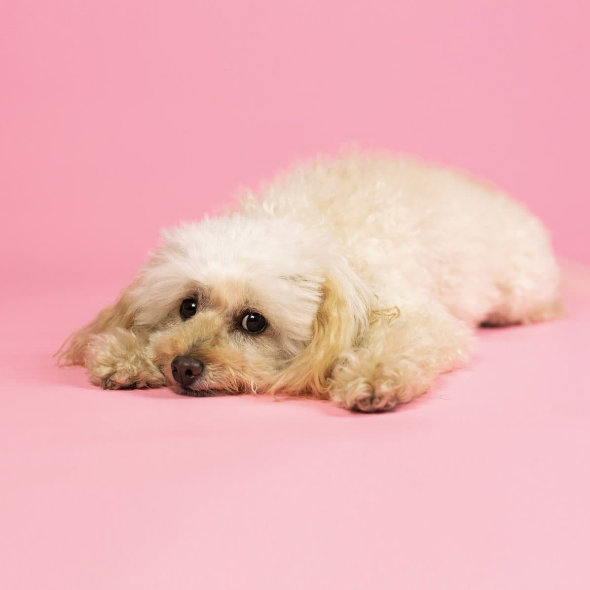 'Cotton Candy' Collection Half Length Photography Studio Paper Backdrop Set (1.36 x 10M)