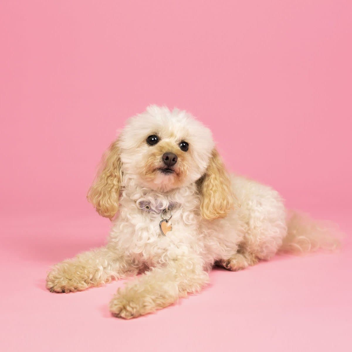 Cherry Blossom Pink Paper Roll Photography Studio Backdrop Half Length (1.36 x 10M)