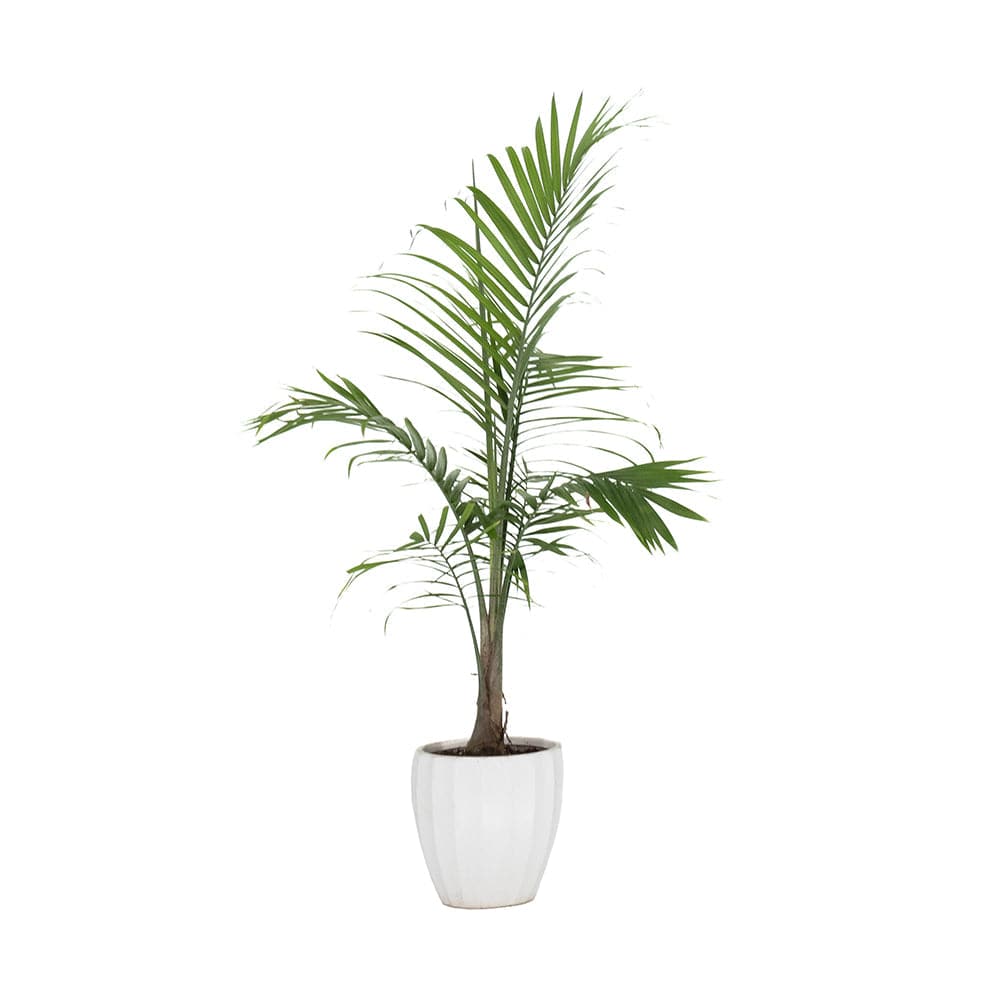 Spectrum 'LumeStudio' Ecommerce Fashion Product Photography LED Lighting Booth