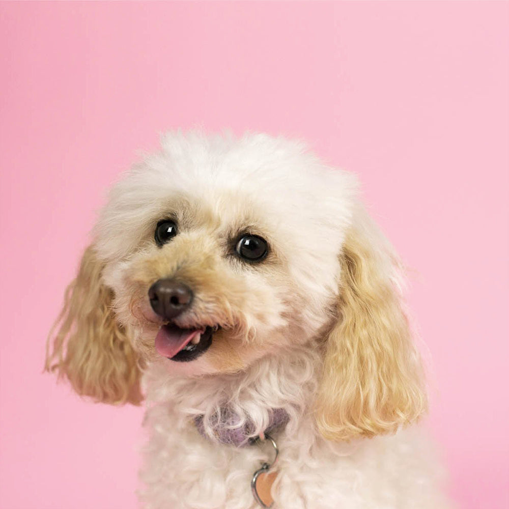 Paper Roll Photography Studio Backdrop Full Length (2.7 x 10M) - Cherry Blossom Pink