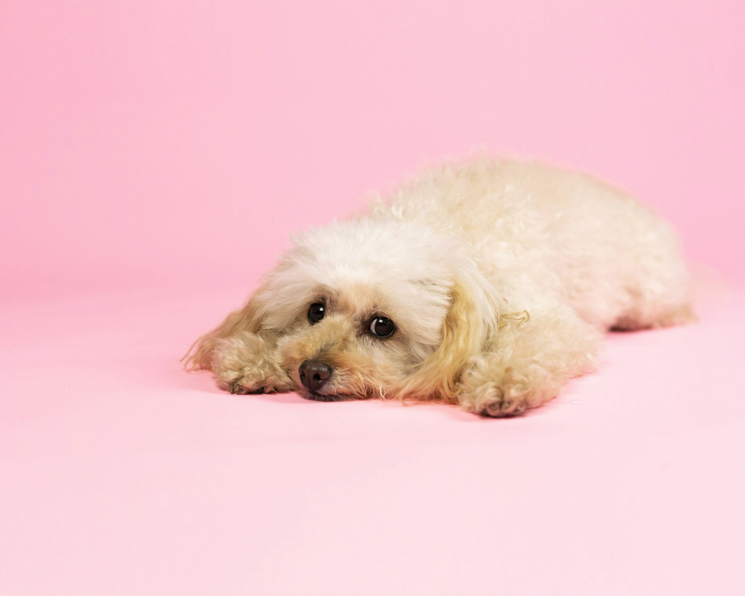 Paper Roll Photography Studio Backdrop Full Length (2.7 x 10M) - Cherry Blossom Pink